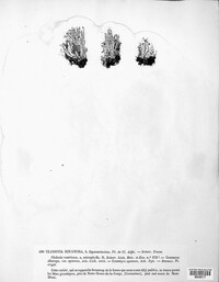 Cladonia squamosa image